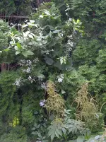IMGP9671.webp