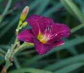 IMG_5964-2.webp