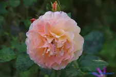 comp_DSC05671.webp