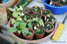 comp_DSC05674.webp