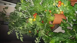 20160820_003257.webp