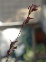blmnMakro (29).webp
