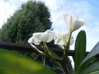 Madagaskar1.webp