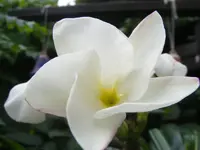 Makro Madagaskaralme2.webp