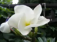Makro Madagaskarpalme.webp