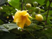 Makro Wachsglocke.webp