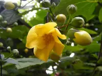 Makro Wachsglocke2.webp