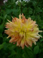 DSCI4466.webp