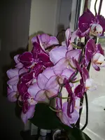 DSCI4465.webp