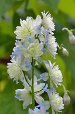 DSC_9807.webp
