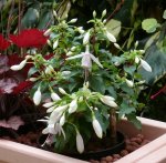 FuchsieWindchimes2016.jpg