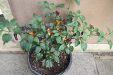 IMG_1452.webp