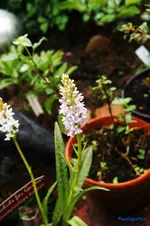 Knabenkraut1.webp