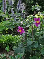 DSC07670.jpg