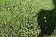 rasen8.webp