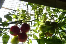 BZ 1.webp