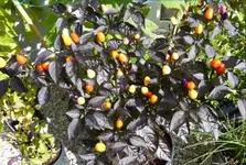 Orange 1.webp