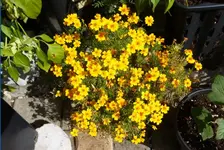 Orange 2.webp