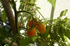 Orange 4.JPG