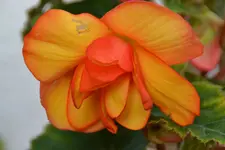 DSC_0558.webp