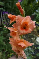 _DSC0943.webp