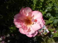 P1220549.webp