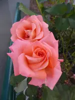 P1230129.webp