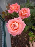 P1230130.webp