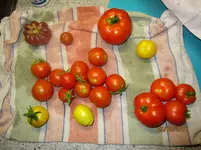 IMG_1724.webp