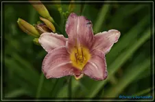 Lavendula.webp