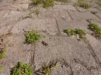 P1230159.webp