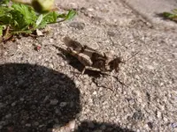 P1230161.webp