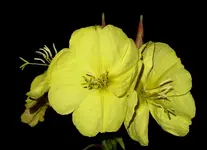yellow (32).webp