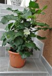 DSC07696.jpg