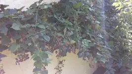 20160824_102830.jpg