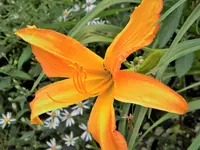 DSCN6921.webp