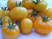 DSCN3544.webp