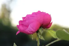 Luises Resht.webp