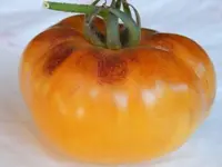 orange fleshed purple smudge.webp