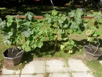 P8250321.webp