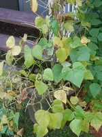 P8250323.webp