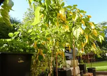 Lemon Drop.webp