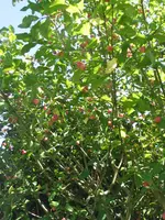 004.webp