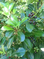 005.webp