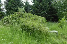 Bank unter Rosen.webp