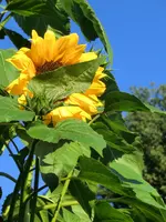 CIMG3256.webp