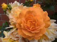 044.webp