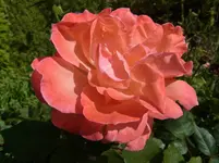 005.webp