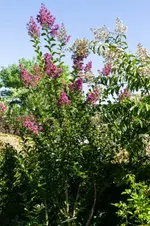 image005.webp