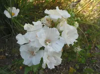 001.webp